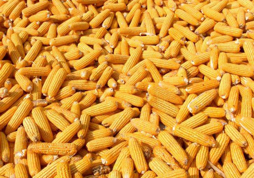 夏玉米高产栽培管理技术