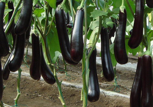 大棚茄子栽植丰产技巧