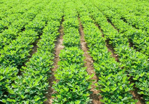 麦田套种花生种植技术