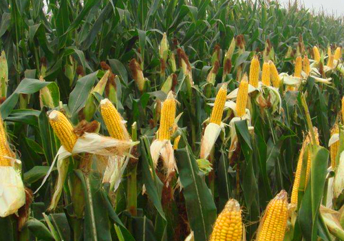 玉米的储藏管理需要注意