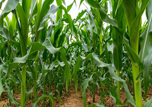 水果玉米栽培要点