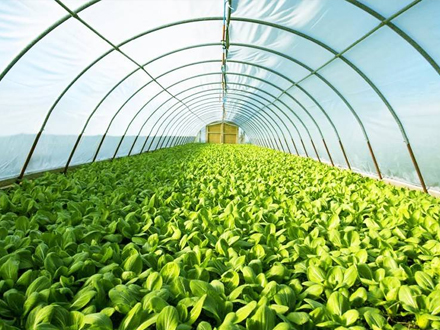 农药原药的质量标准