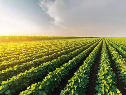 蔬菜优质高产应科学施硼肥