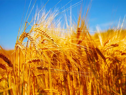 废弃物无害化处理