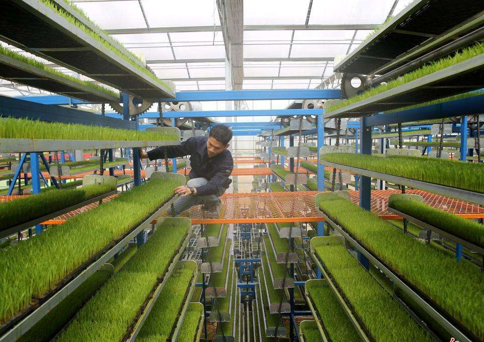 怎样育好棚菜苗