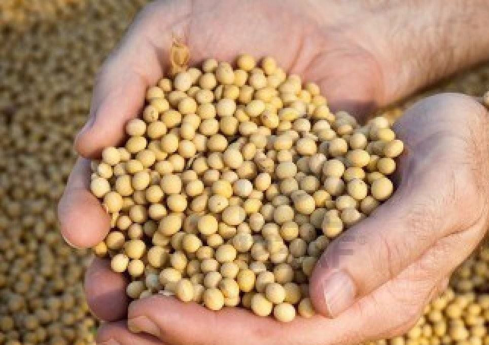 如何判断大豆是否出现旺长